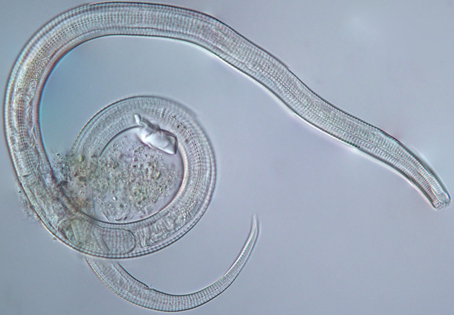 Представитель Семейства Chromadoridae